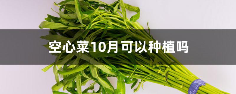 空心菜10月可以种植吗