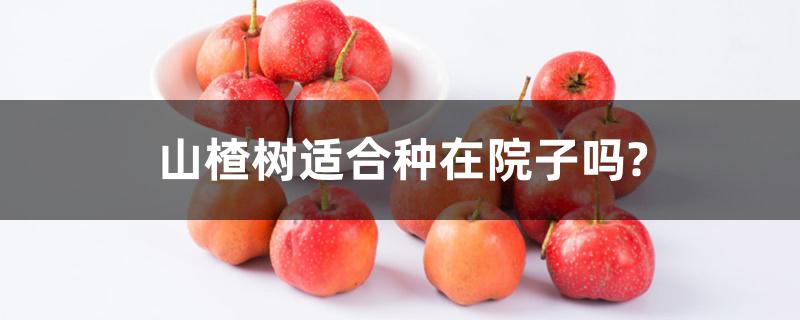 山楂树适合种在院子吗?