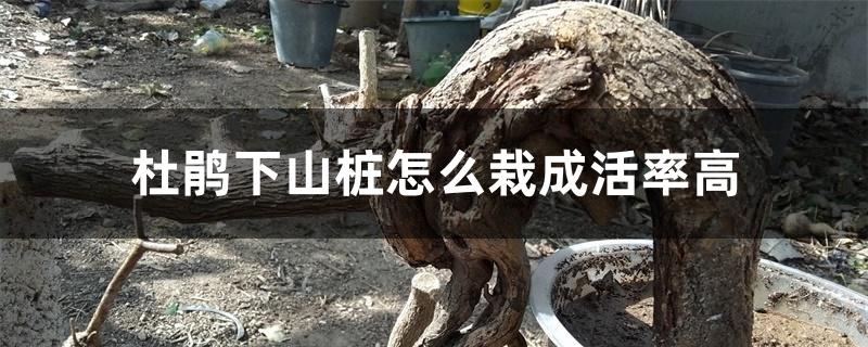 杜鹃下山桩怎么栽成活率高