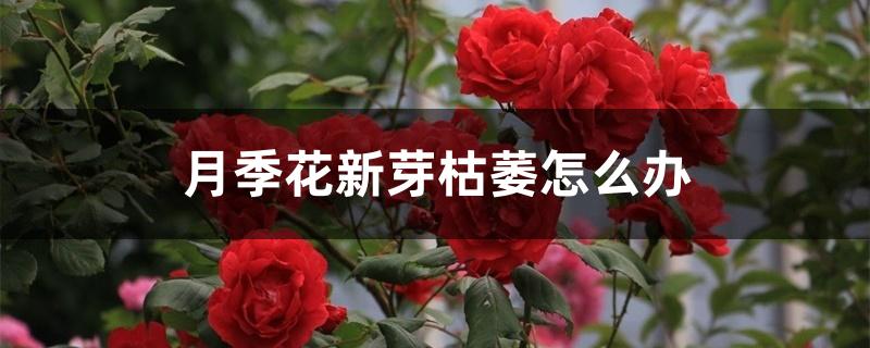 月季花新芽枯萎怎么办
