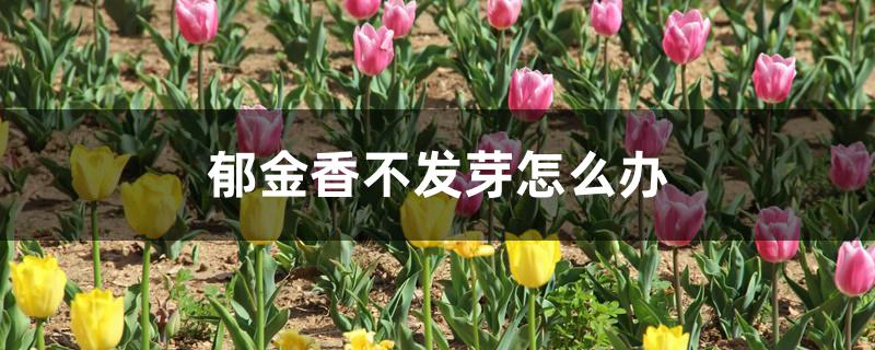 郁金香不发芽怎么办
