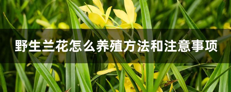 野生兰花怎么养殖方法和注意事项