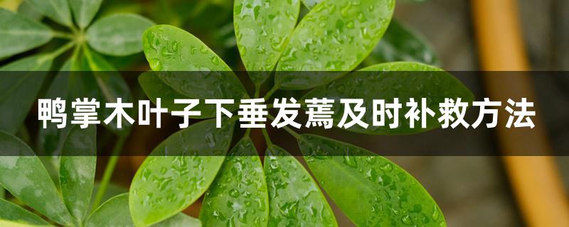 鸭掌木叶子下垂发蔫及时补救方法
