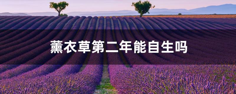 薰衣草第二年能自生吗