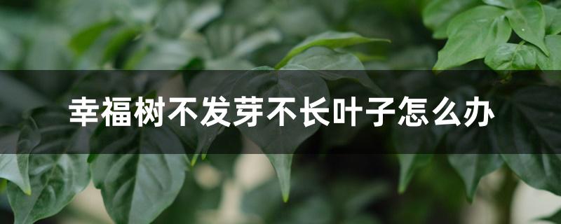 幸福树不发芽不长叶子怎么办