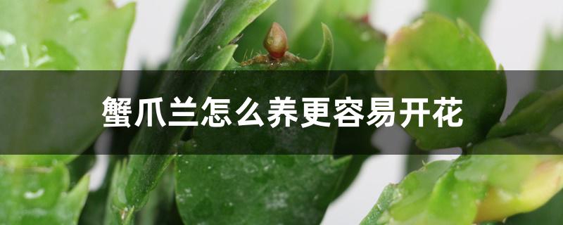 蟹爪兰怎么养更容易开花