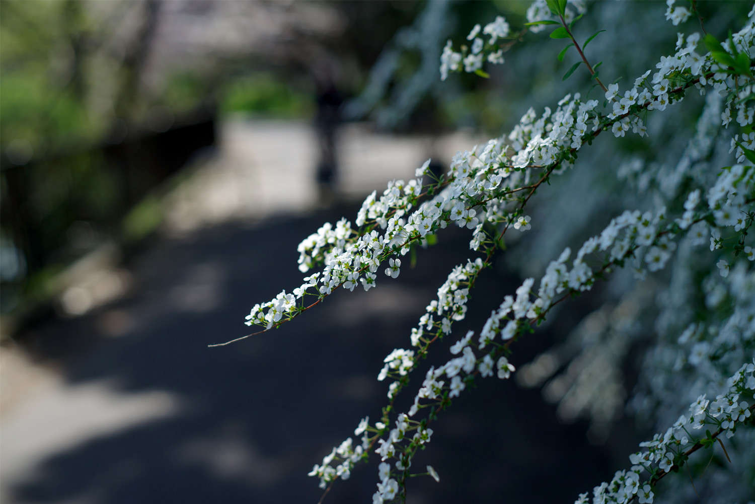 花卉