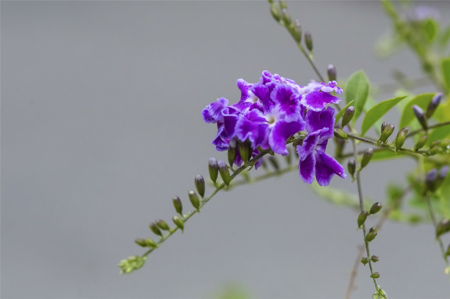 金露花