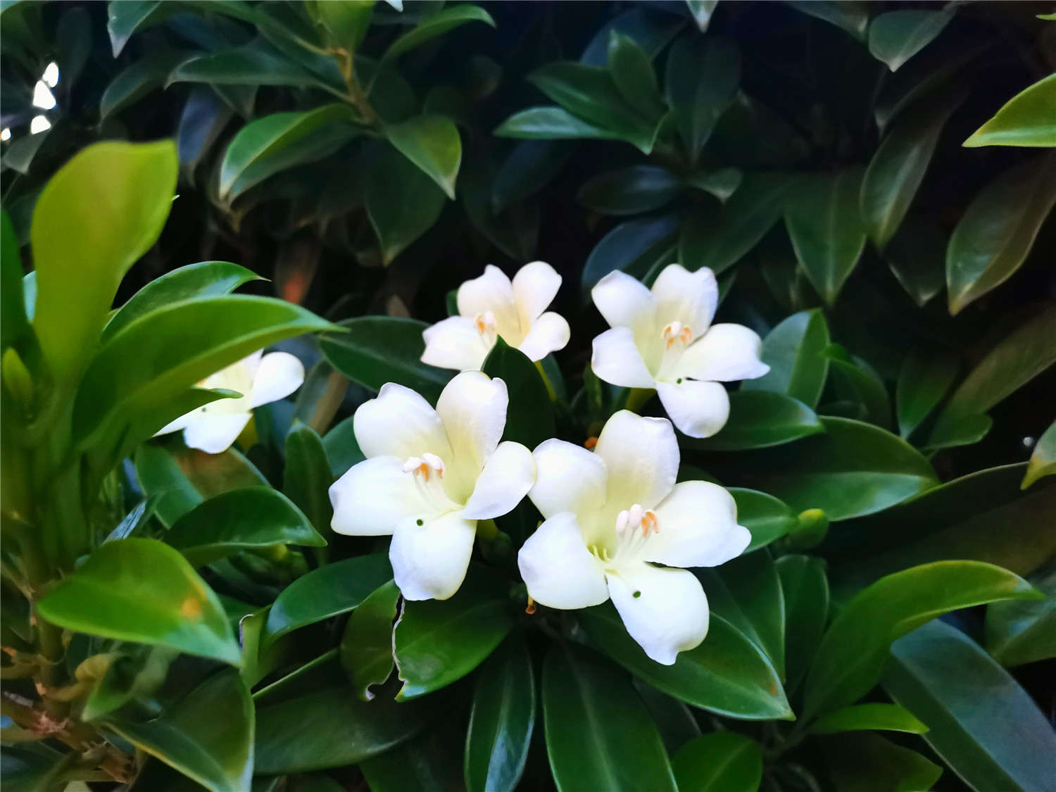 非洲茉莉