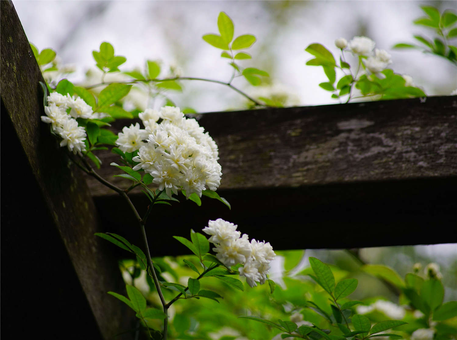 木香花