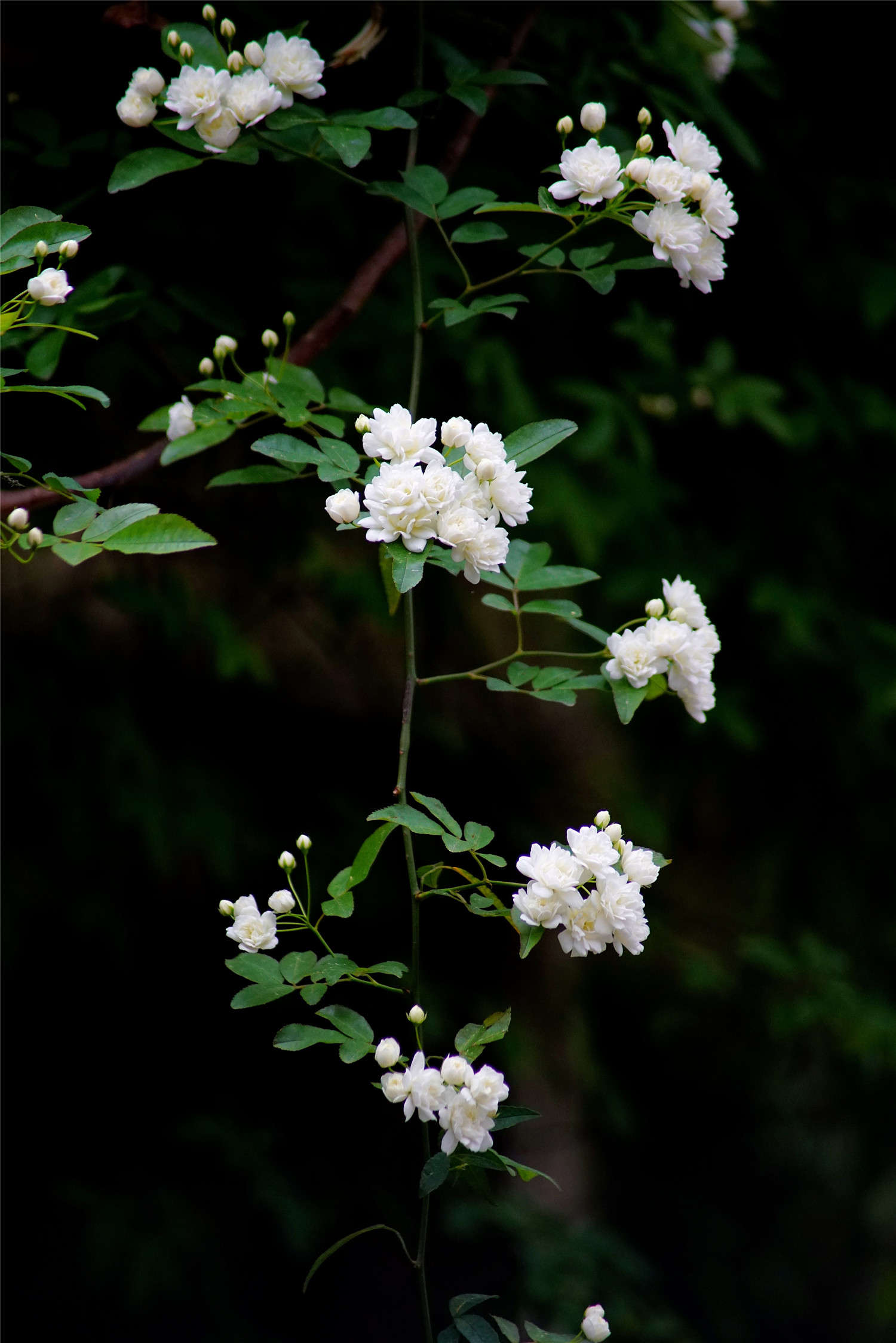 木香花