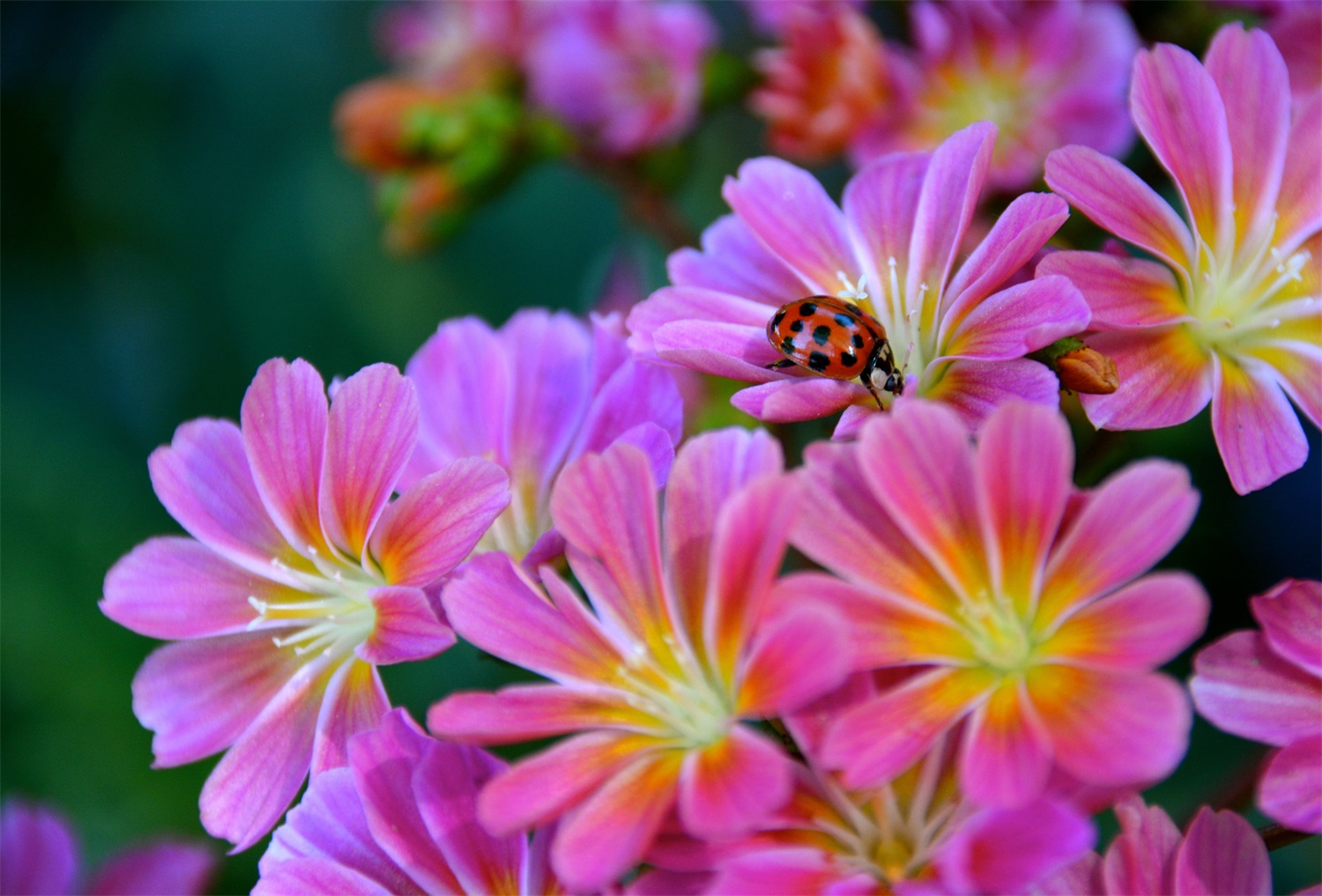 露薇花