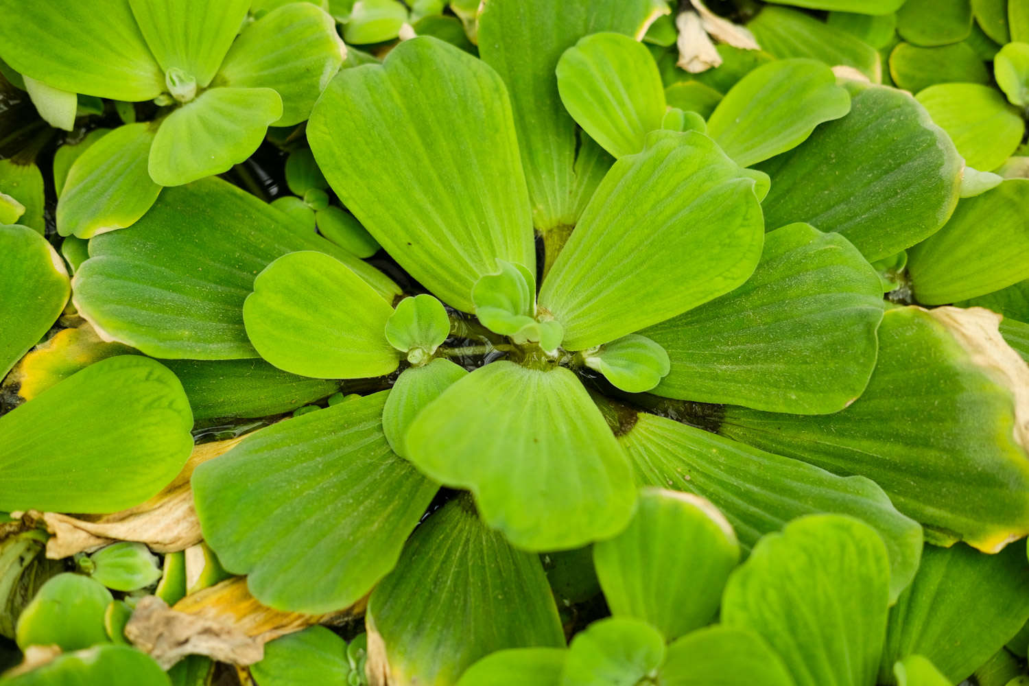 水白菜