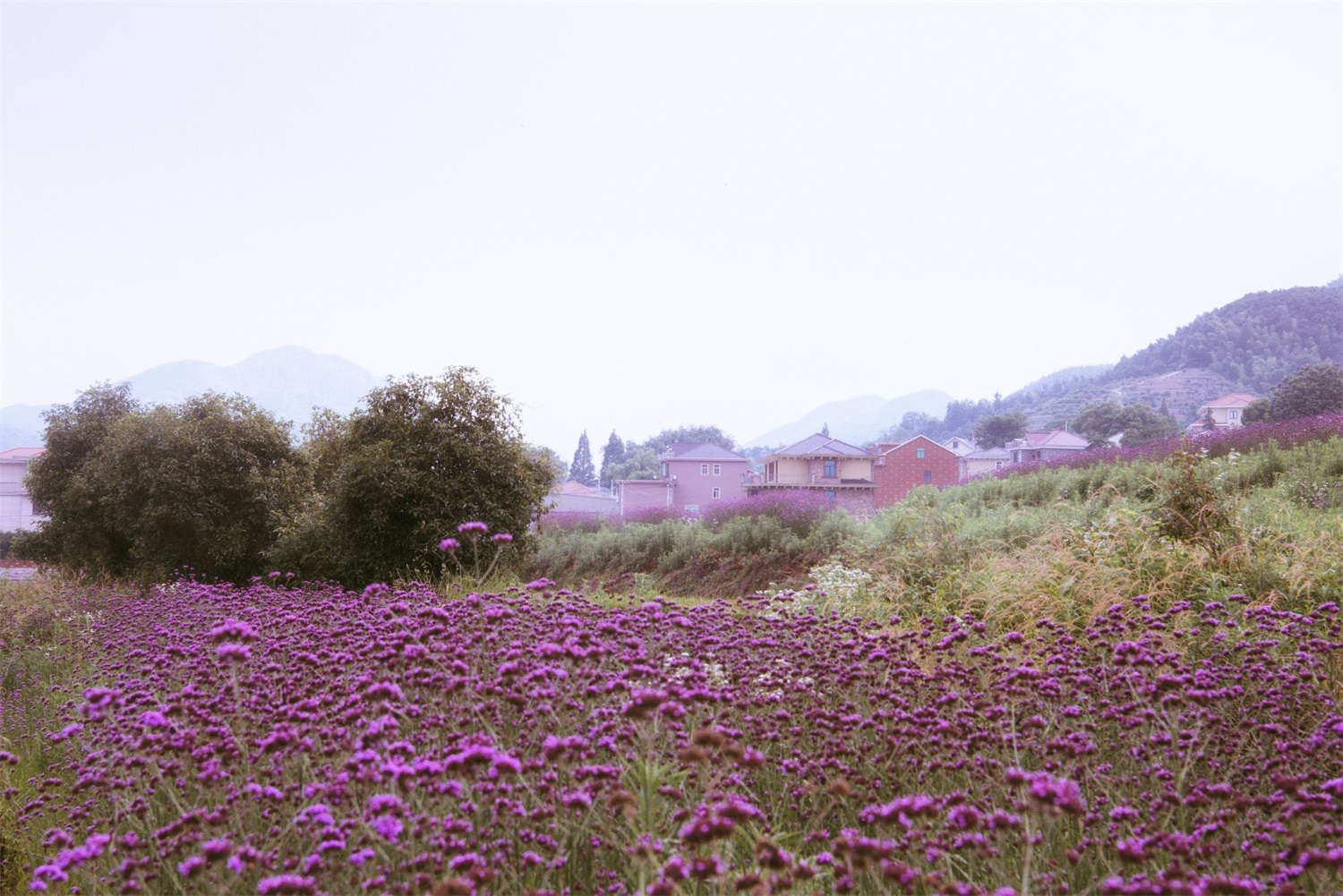 马鞭草