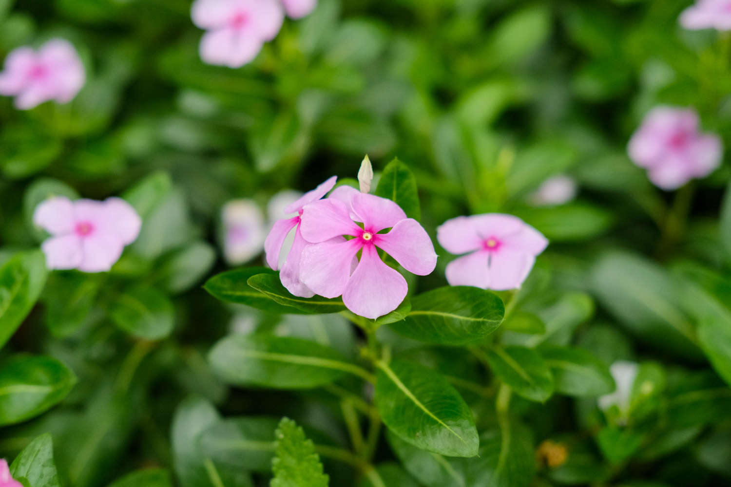 长春花