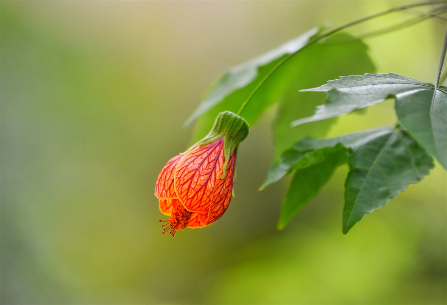 金铃花