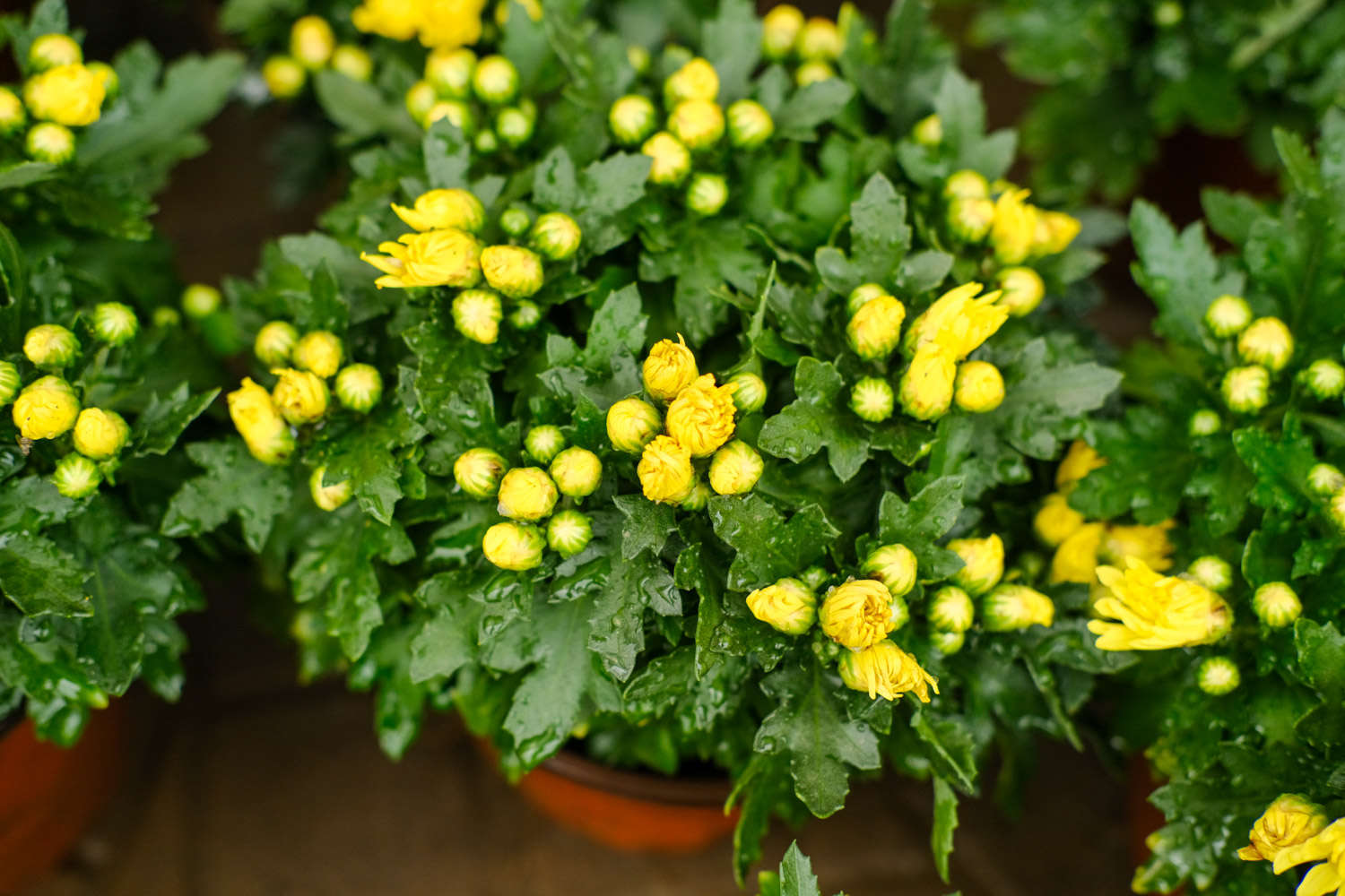 菊花