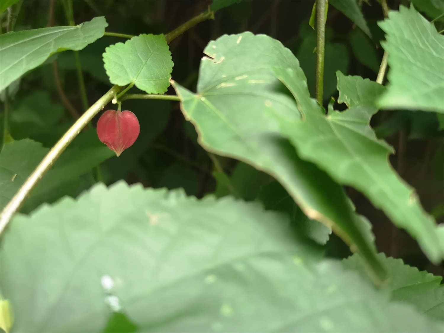 蔓性风铃花