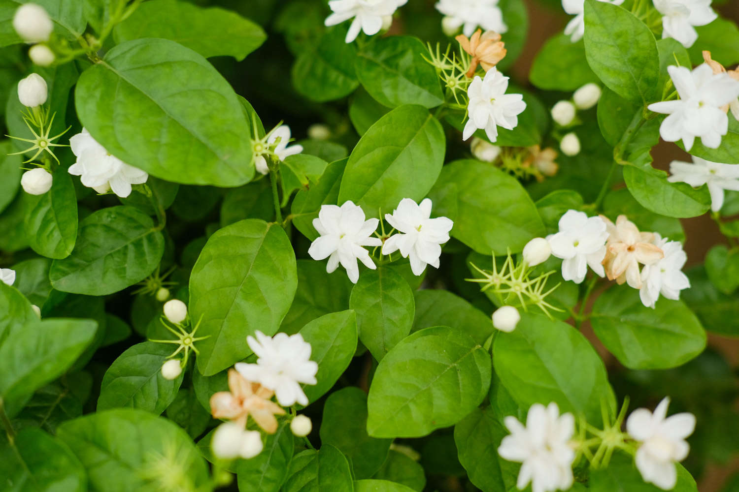 茉莉花