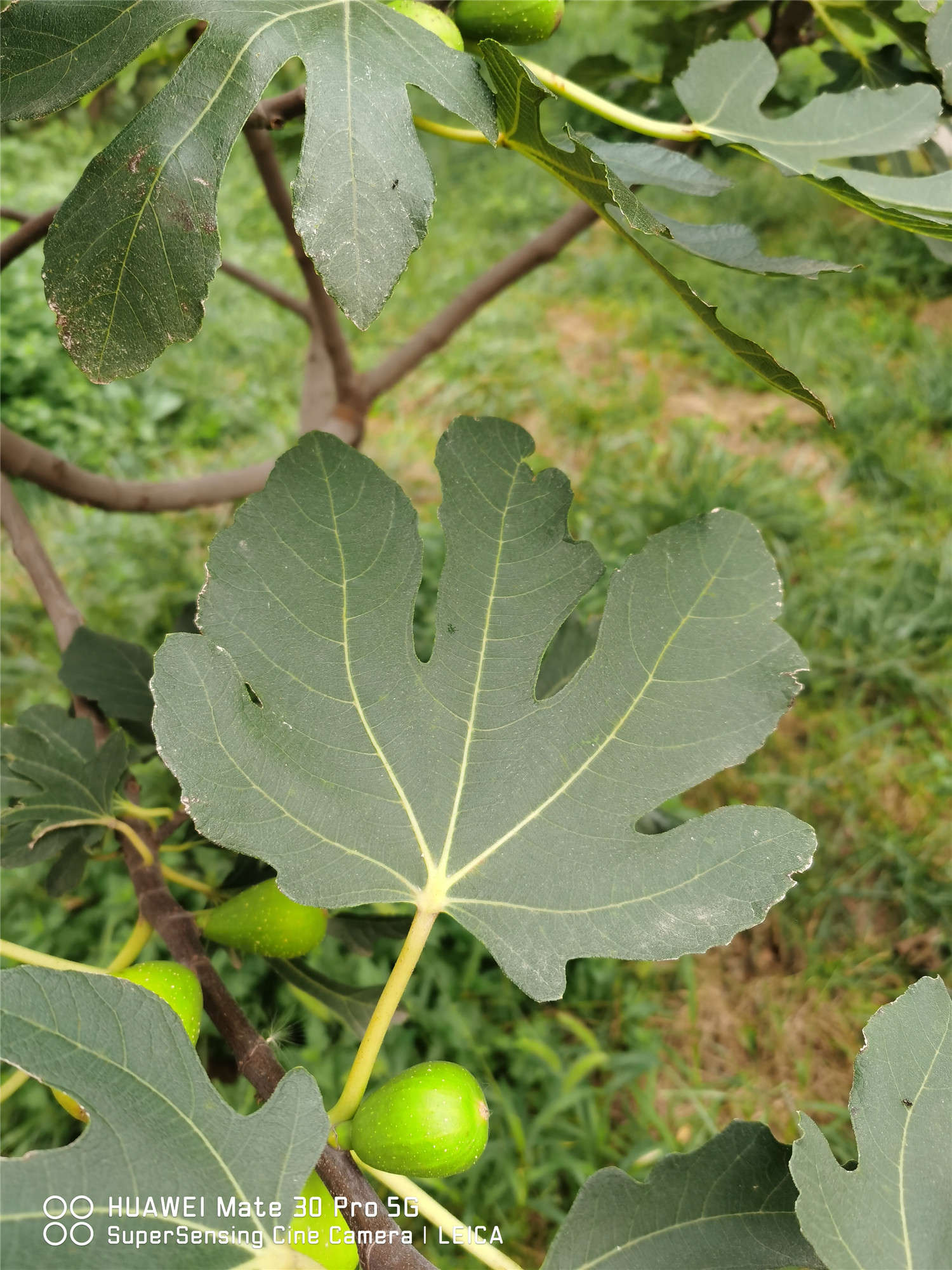 无花果