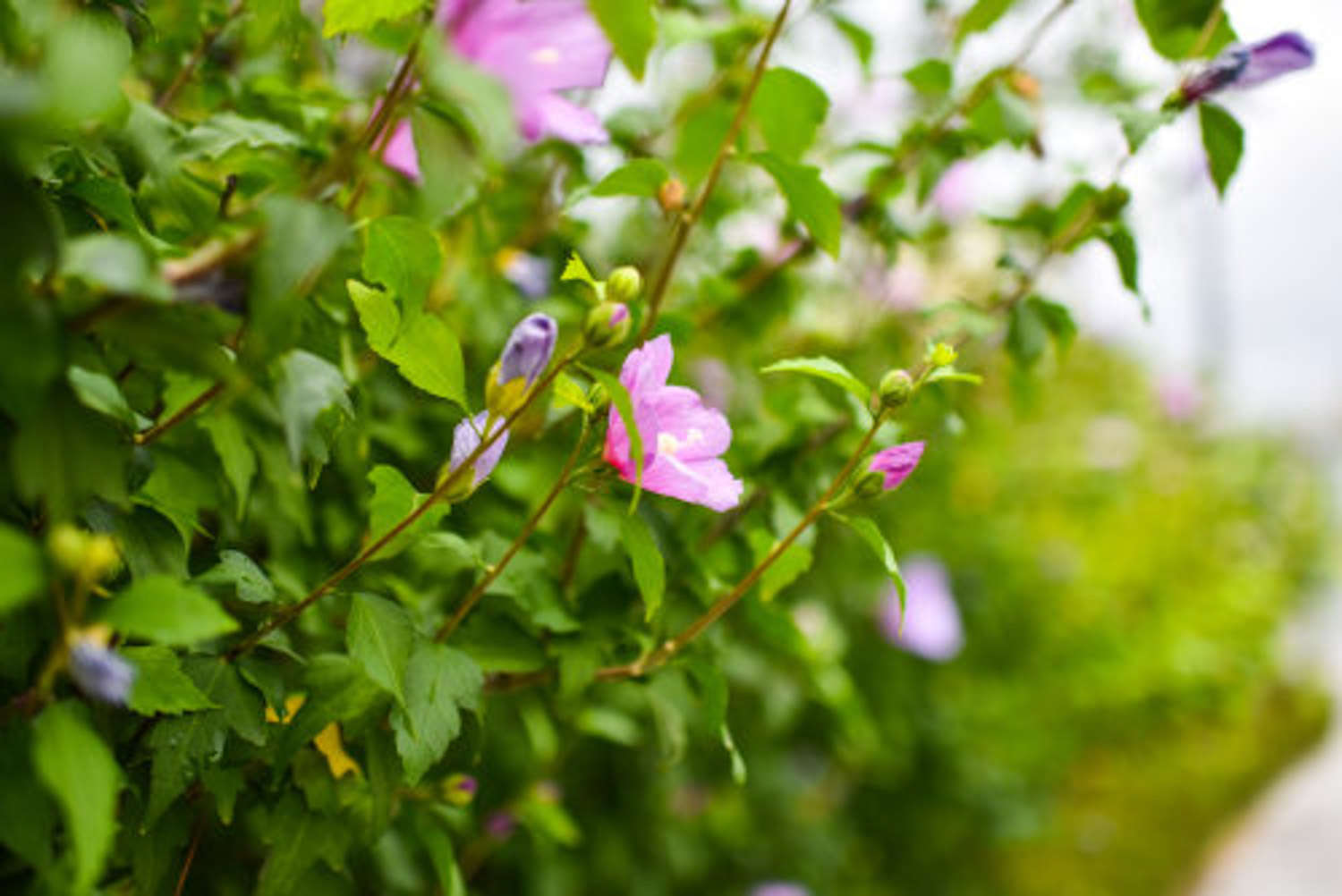 木槿花