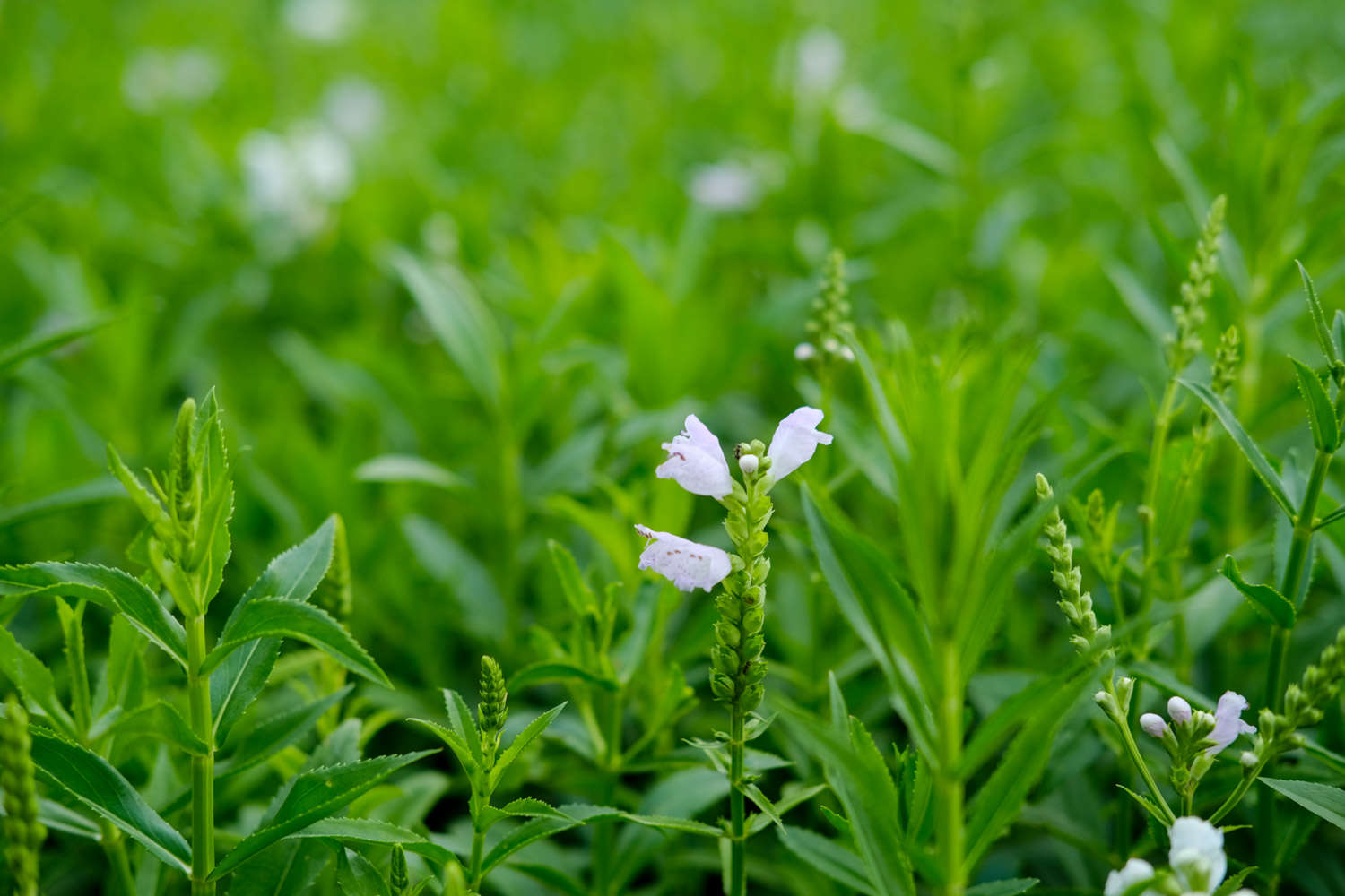 随意草