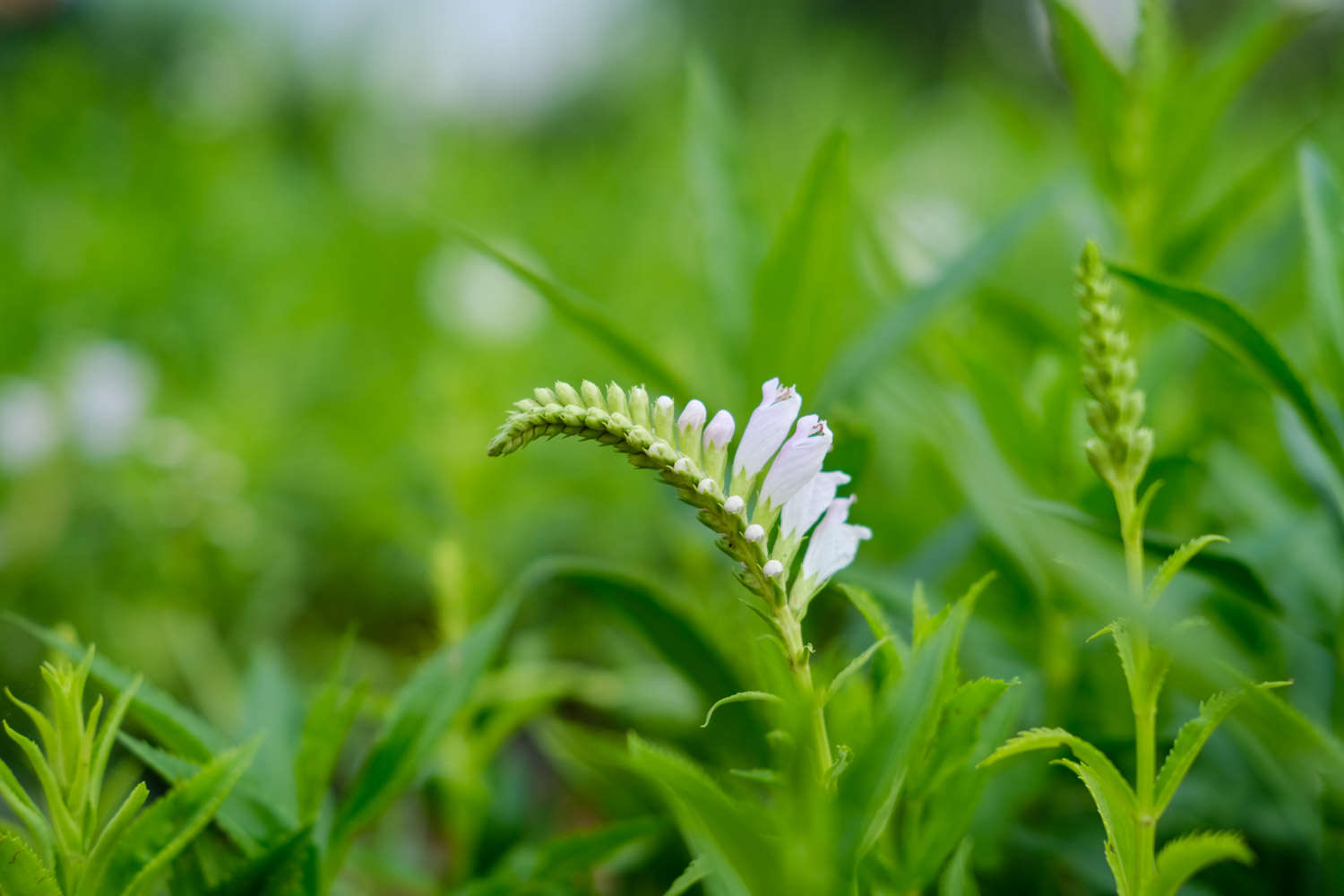 随意草