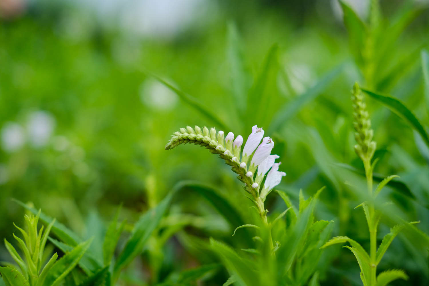 随意草