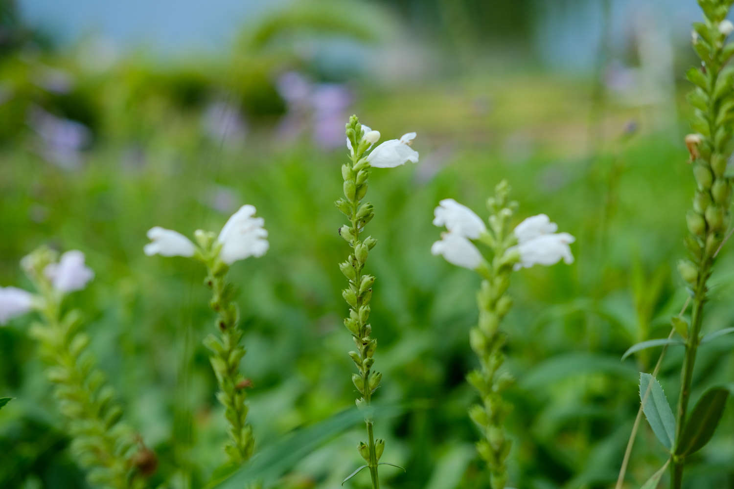 随意草