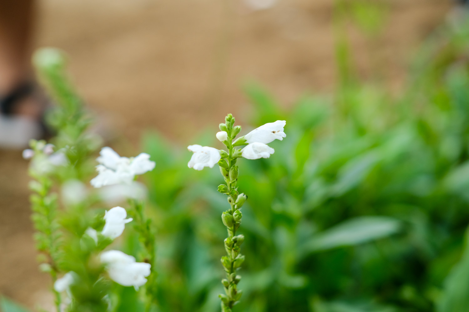 随意草