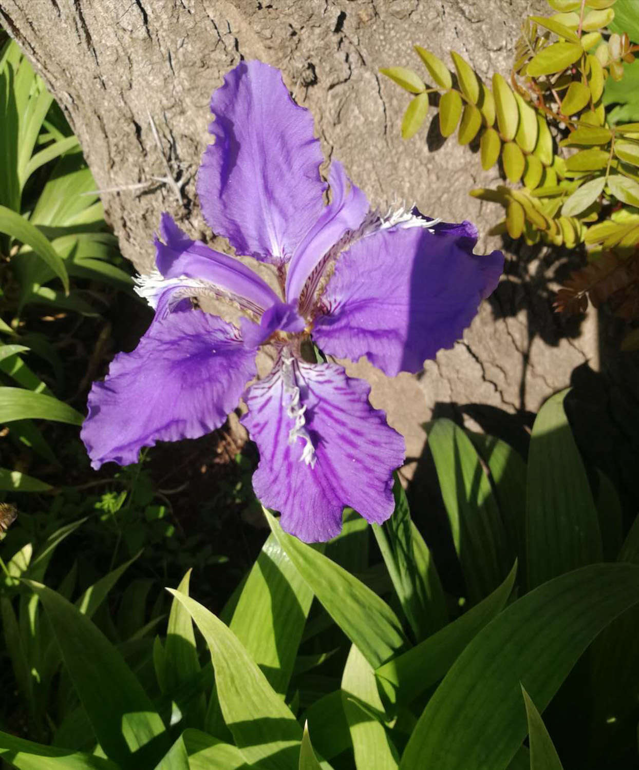 鸢尾花