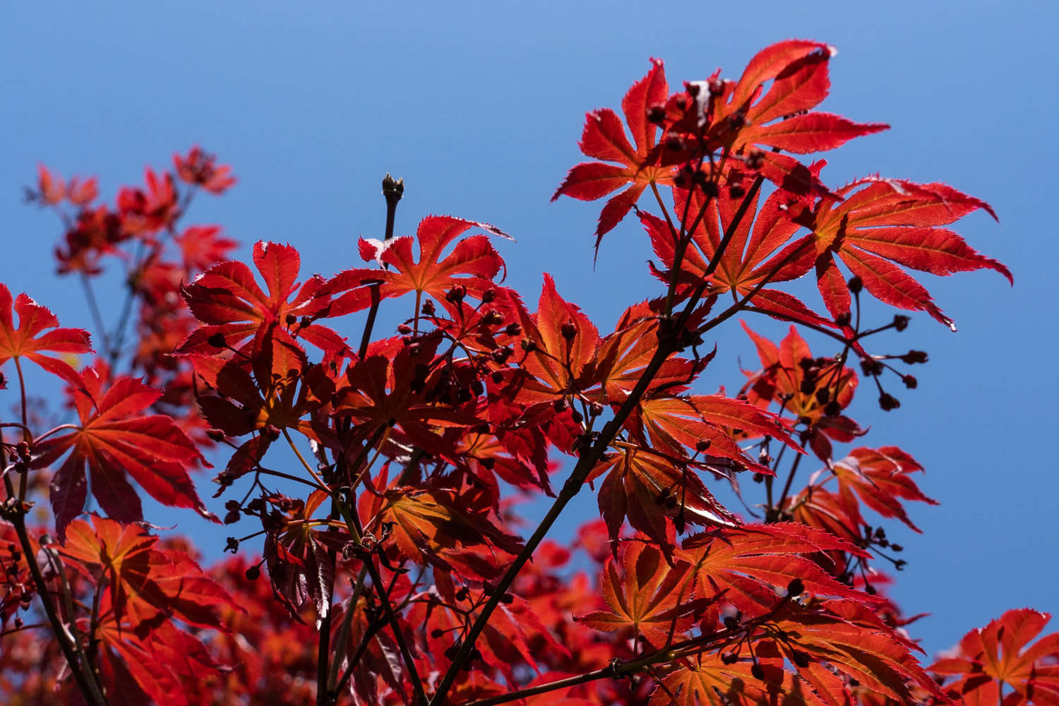 花卉