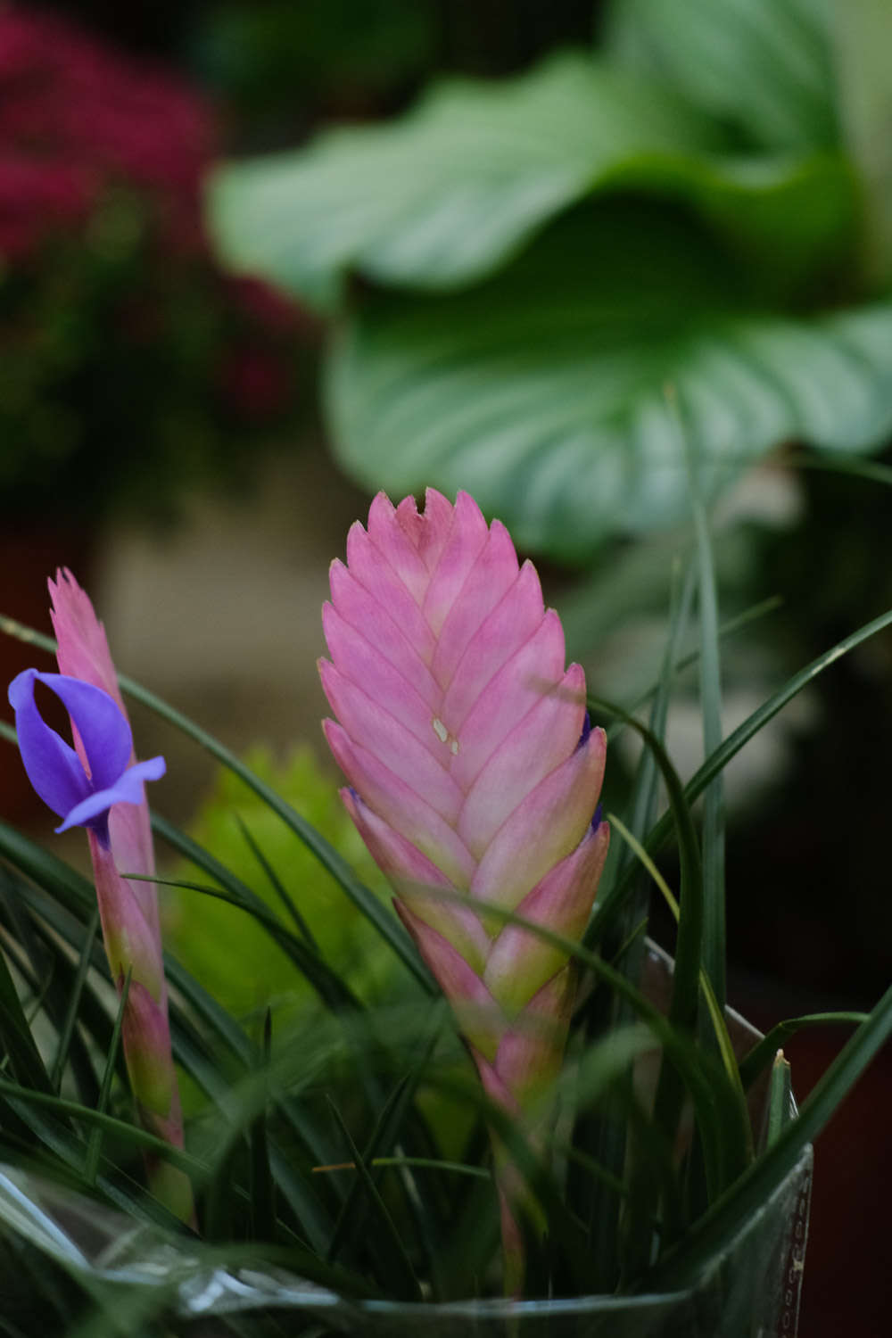 紫花凤梨