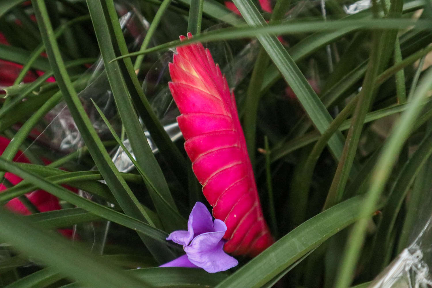 紫花凤梨