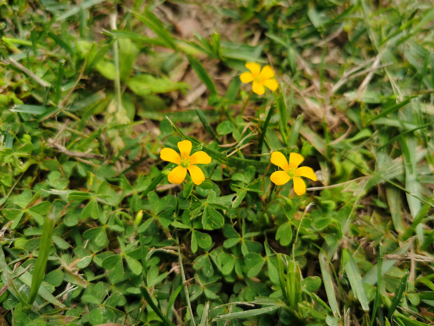 黄花酢浆草