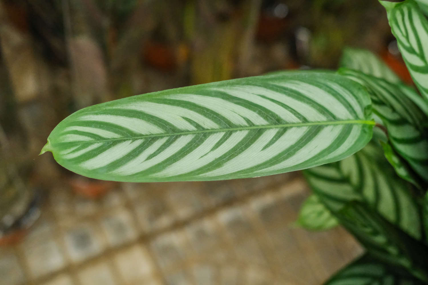 新飞羽竹芋