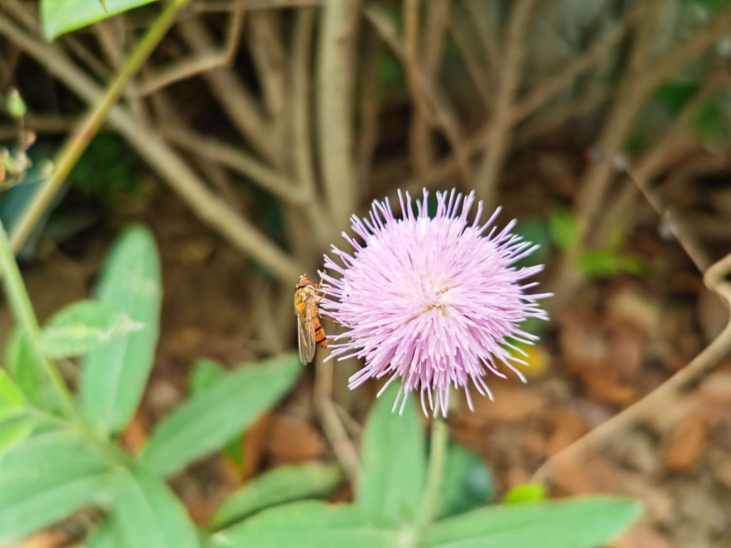 刺儿菜