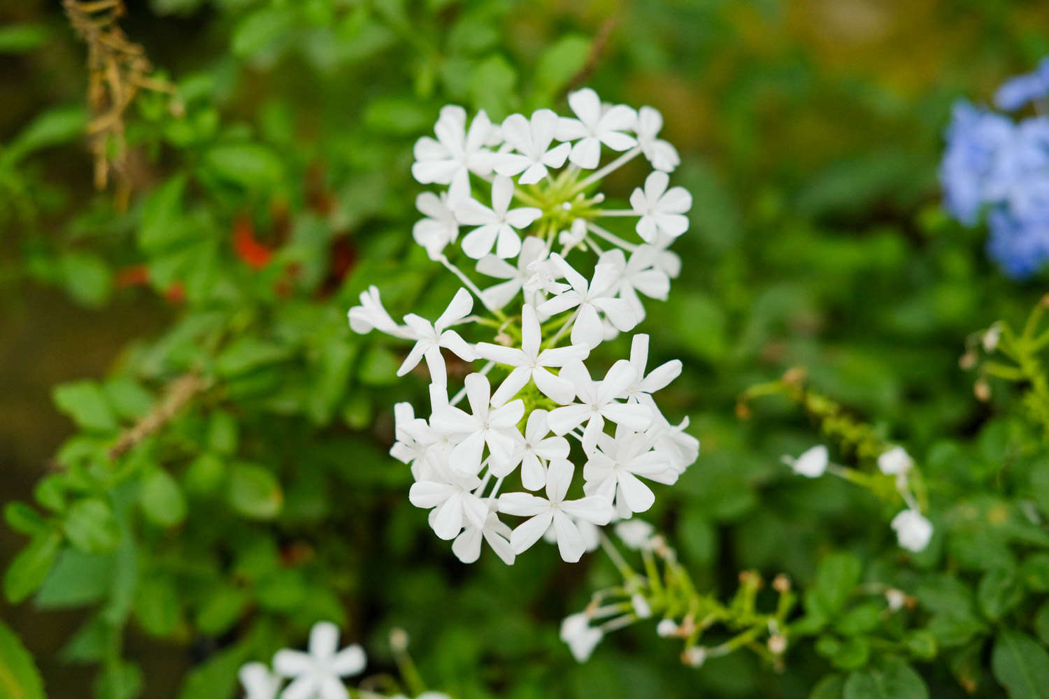 白雪花