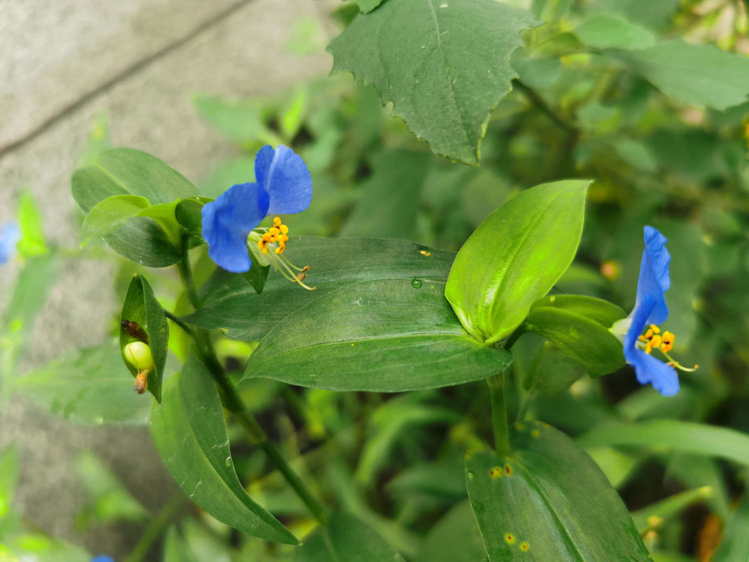 鸭跖草