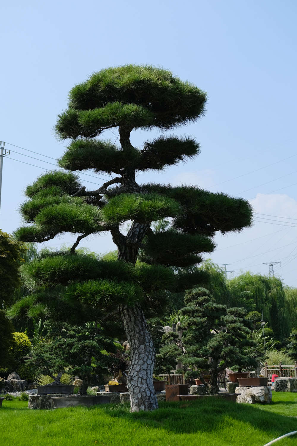 松树