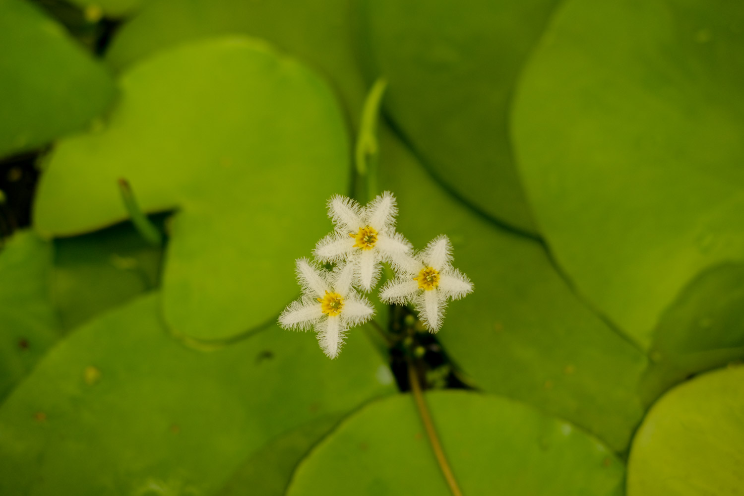 金银莲花——印度荇菜