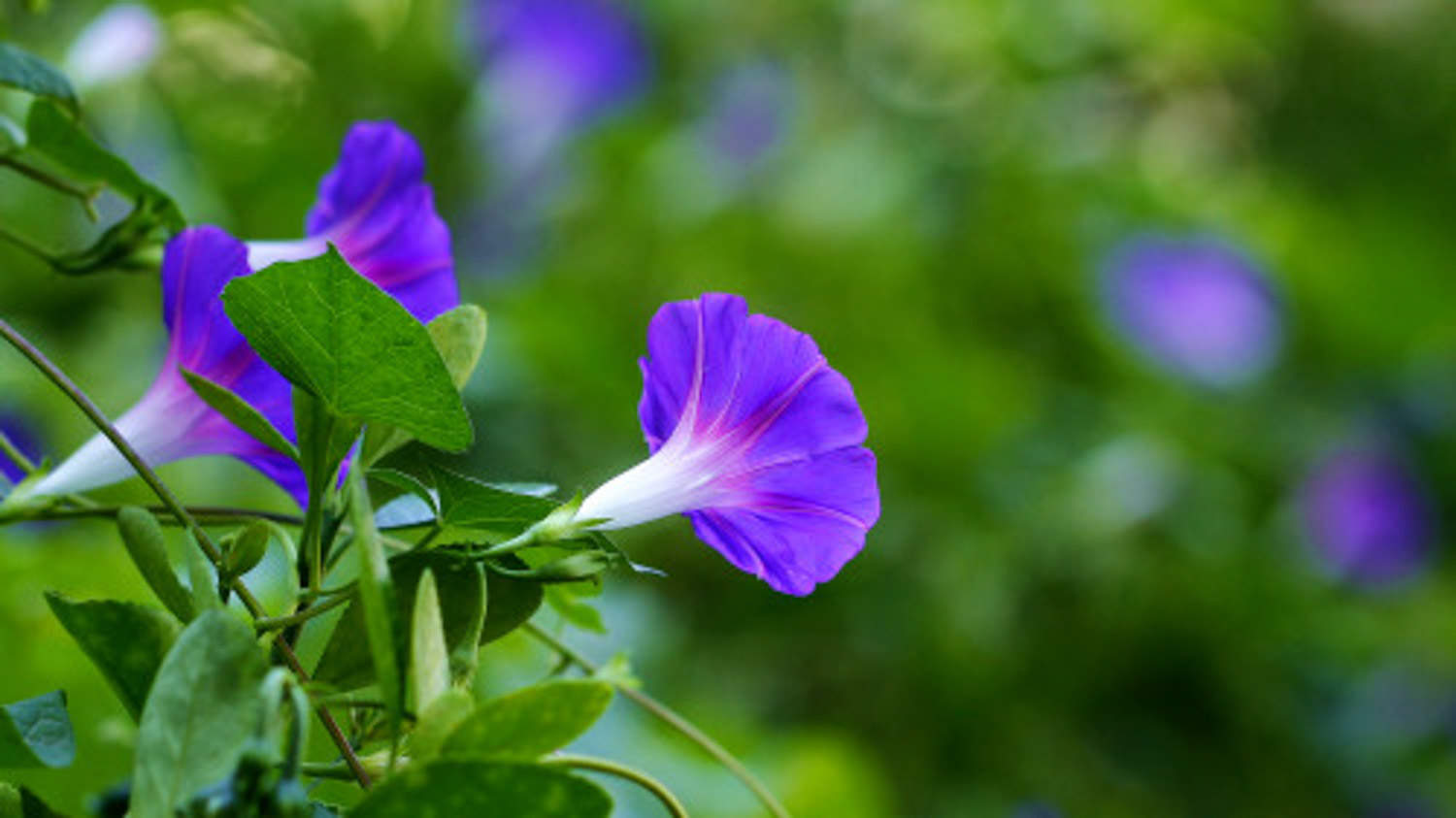 牵牛花