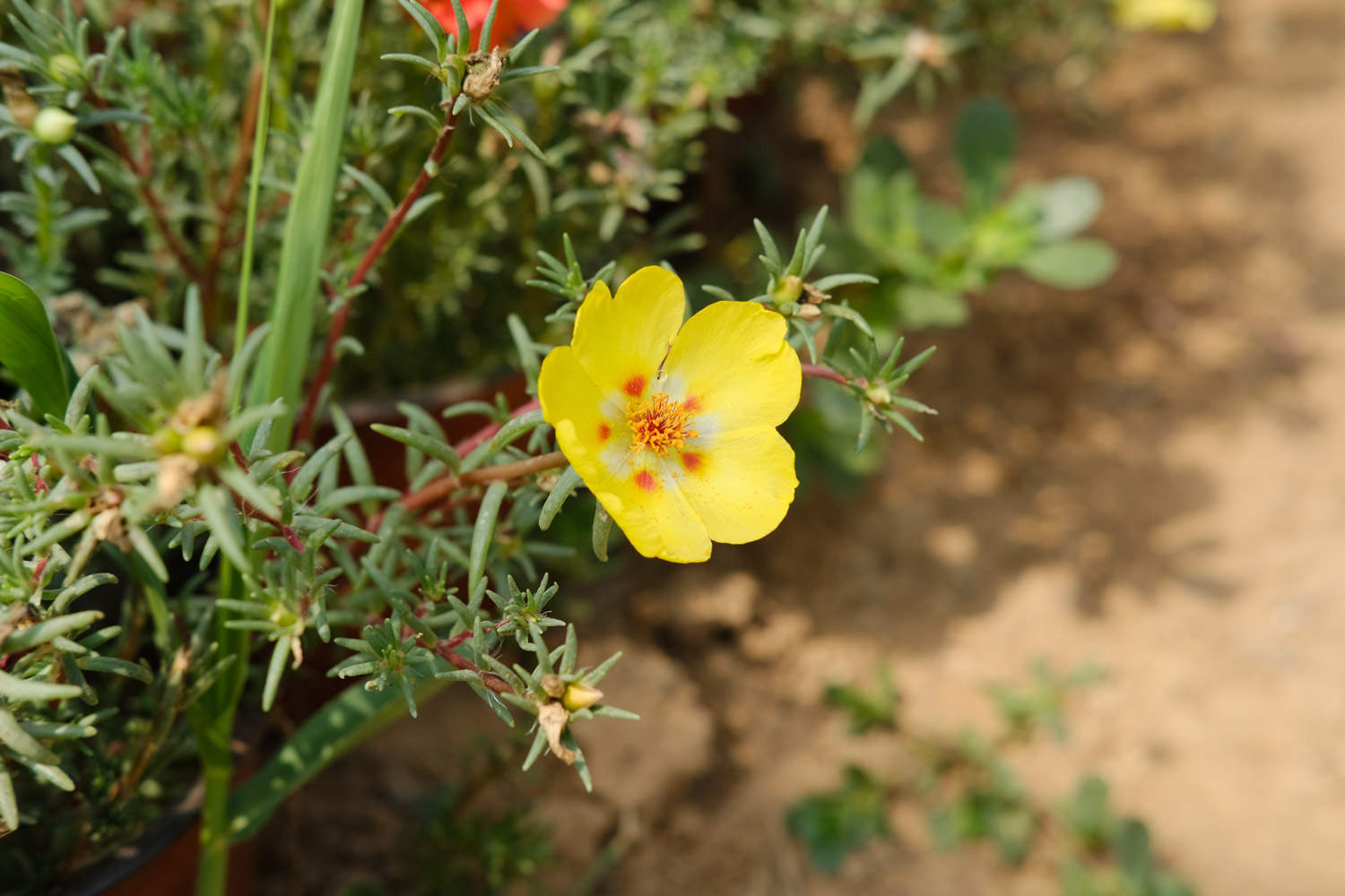 太阳花