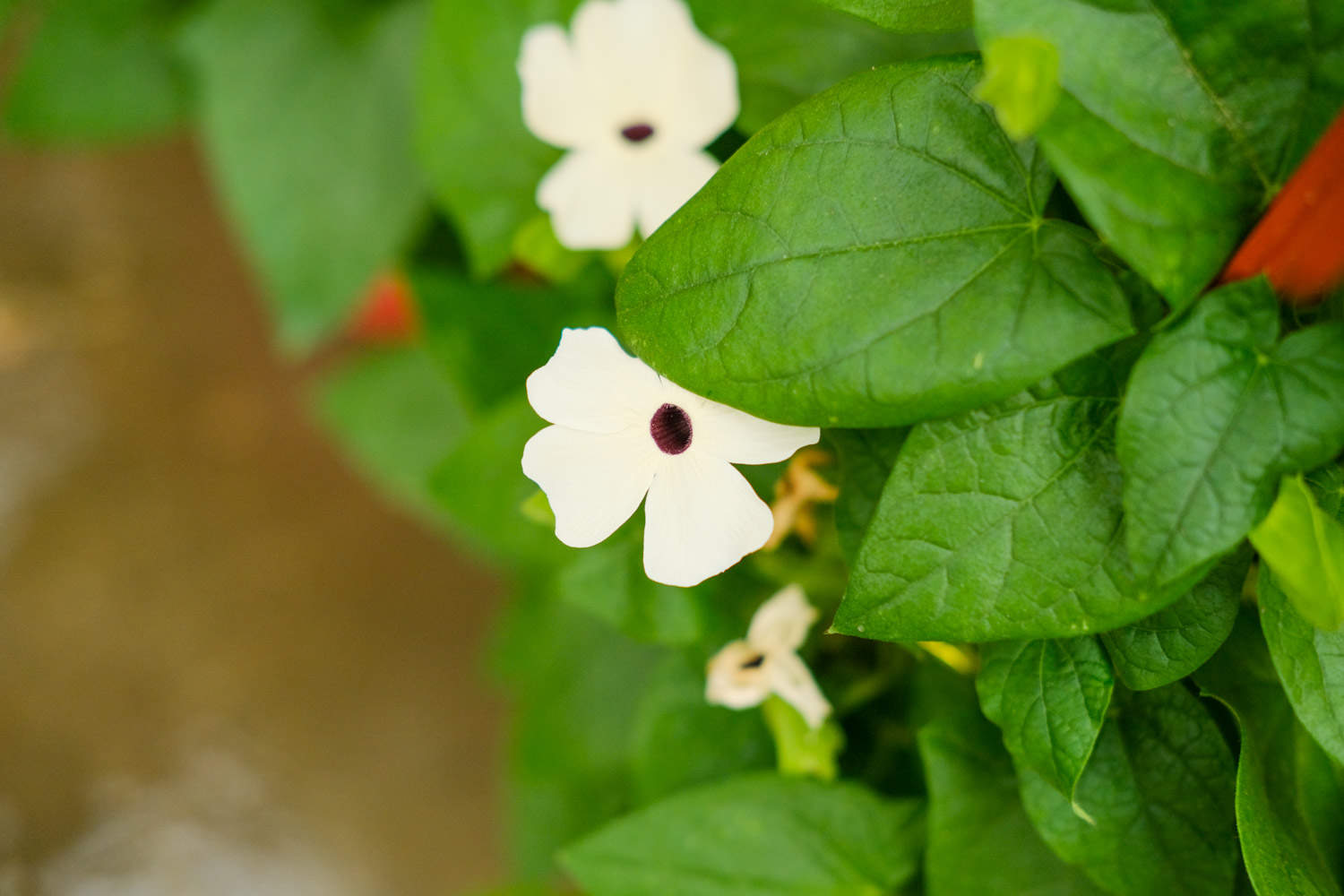 翼叶山牵牛花