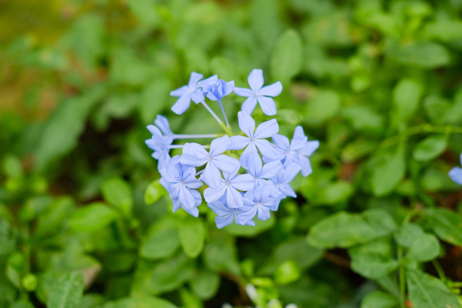 蓝雪花