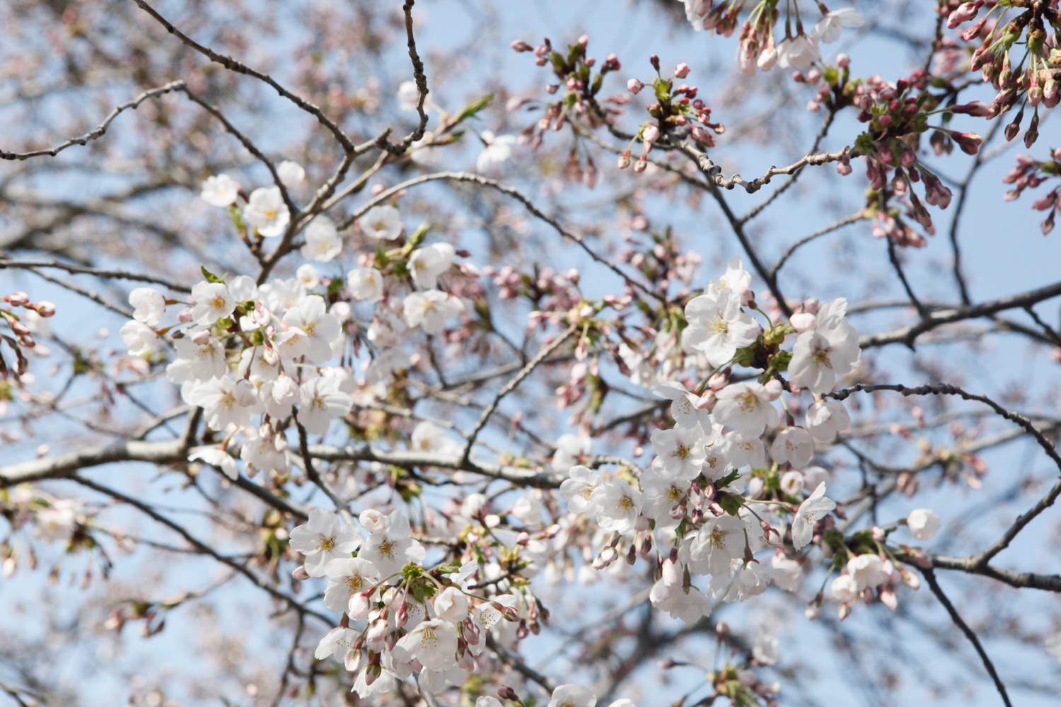 樱花