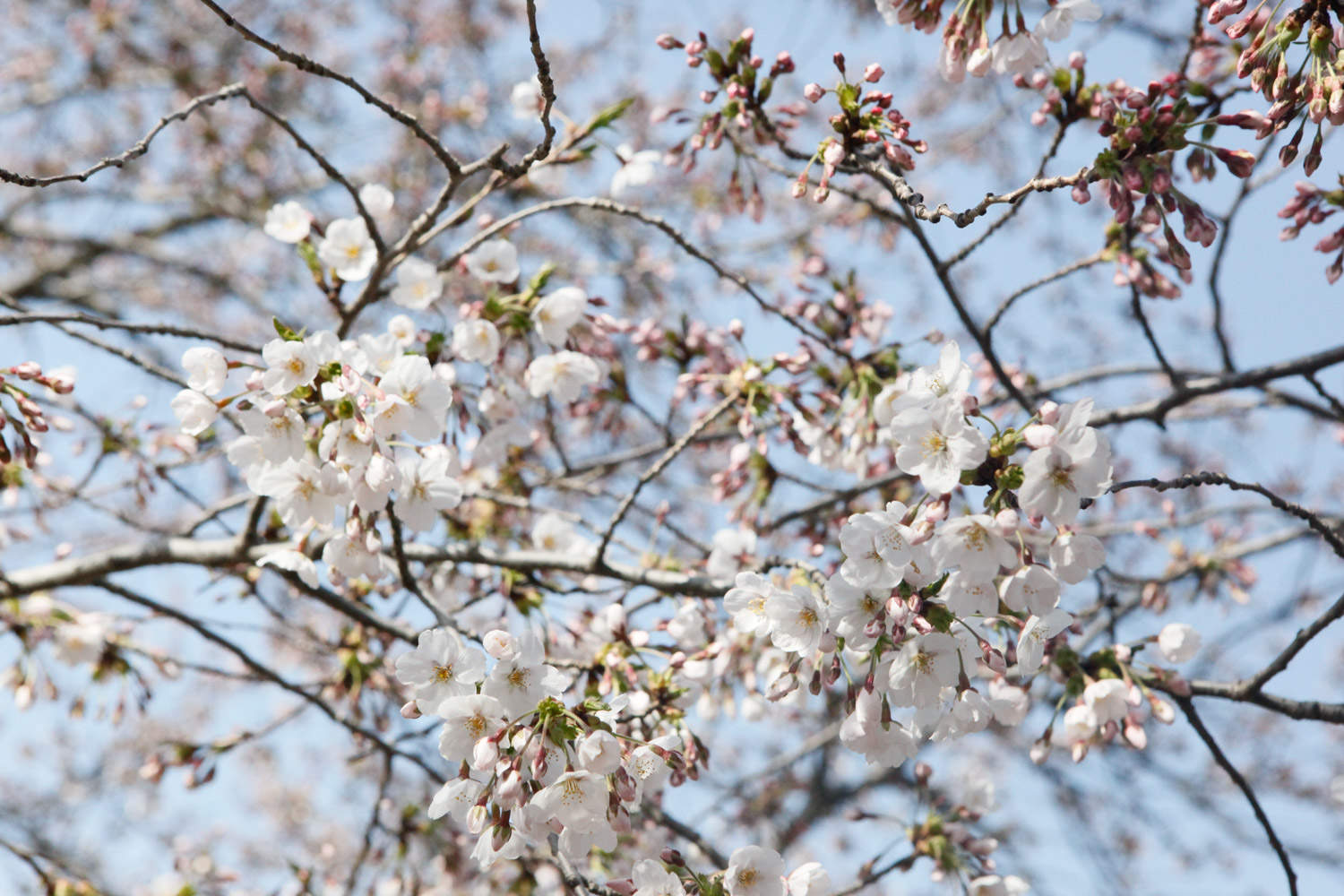 樱花