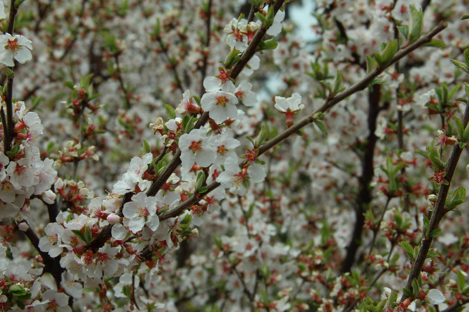 樱花树