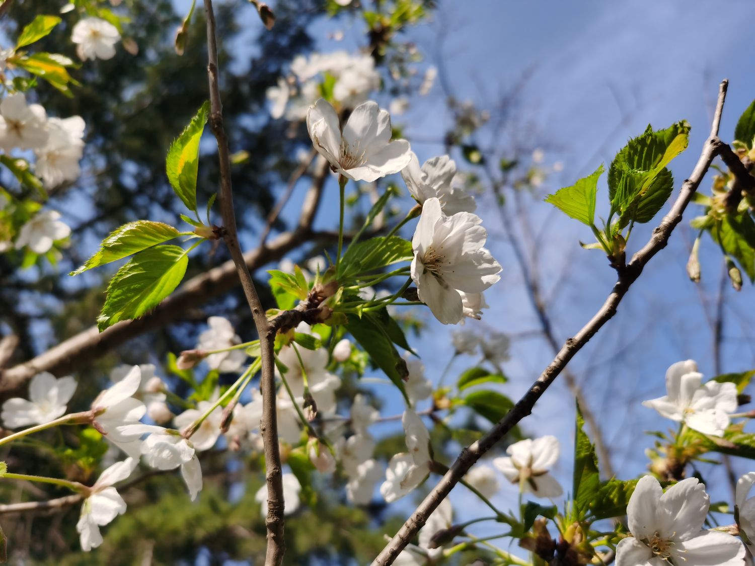 樱花