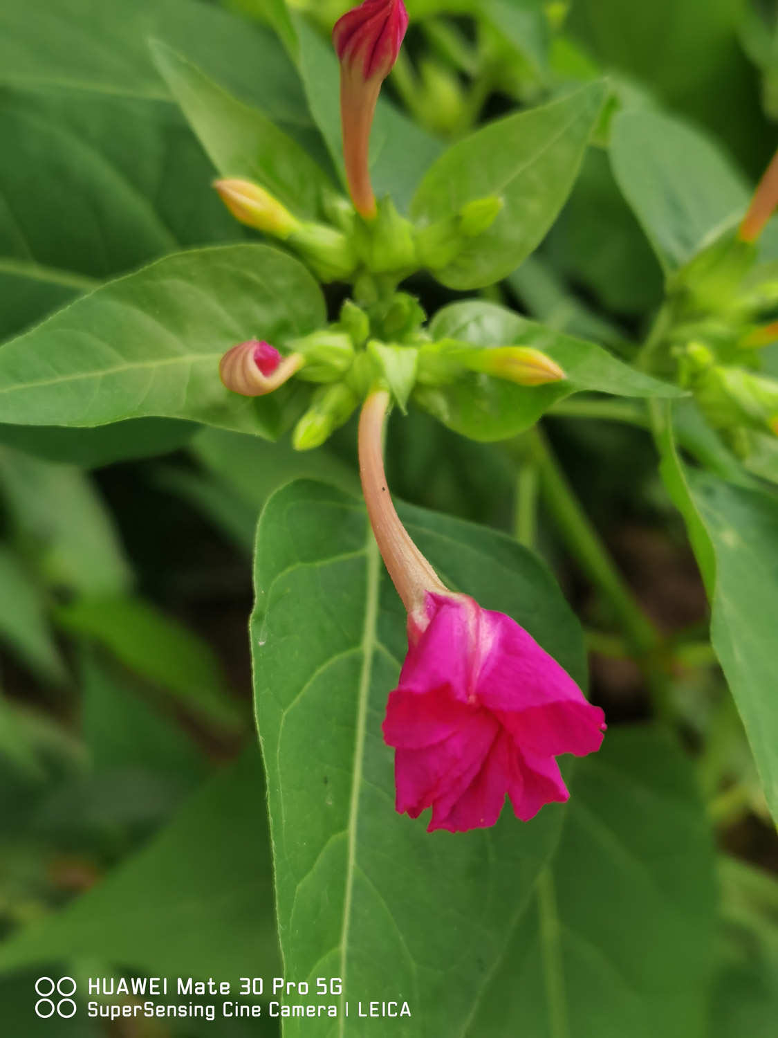 紫茉莉